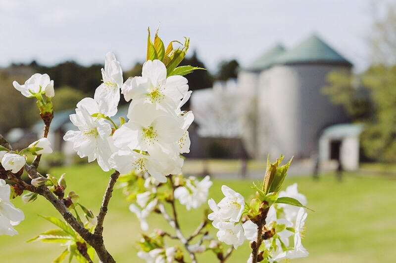 10種250本の桜　見ごろは4月から